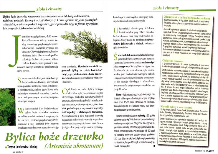 Zioła pojedyńczo - Bylica boże drzewko_IX.2009.jpg