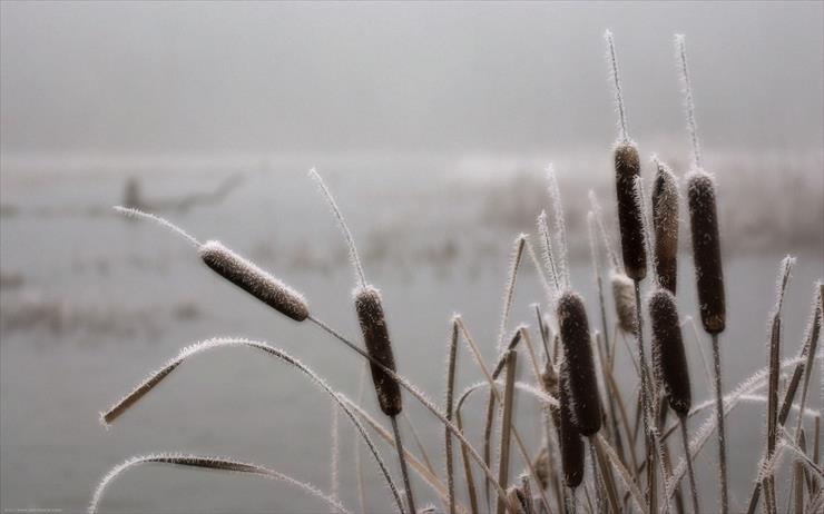 HD-Amazing- TAPETY - 00613_frostedcattails_2560x1600.jpg