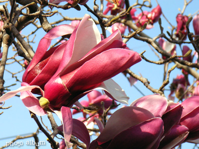 magnolie - img514_060314-u.jpg