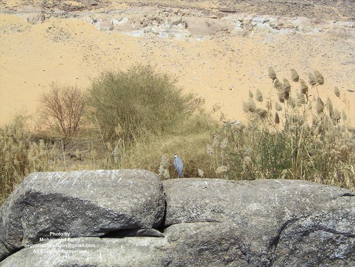 Przyroda - Przyroda w Aswan 443.jpg